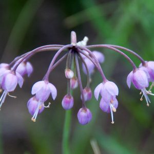 Allium Cernuum, Lady's Leek, Nodding Wild Onion, Purple Garlic, Purple Onion, Summer Bulbs, Summer Flowers, Bulbs for Mediterranean Gardens, Bulbs for Dry Gardens