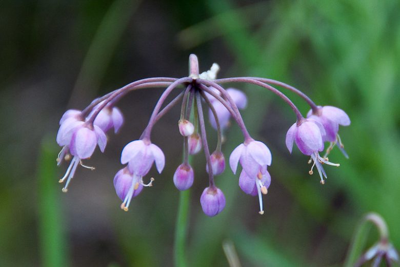 Allium Cernuum, Lady's Leek, Nodding Wild Onion, Purple Garlic, Purple Onion, Summer Bulbs, Summer Flowers, Bulbs for Mediterranean Gardens, Bulbs for Dry Gardens