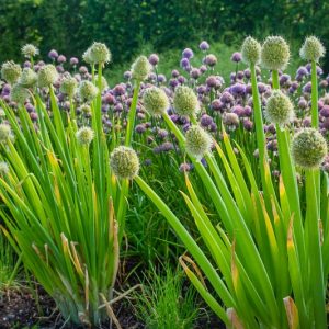 Allium Fistulosum, Welsh onion, Ciboul, Onion-Leek, Japanese Bunching Onion, Japanese Leek, Stone Leek, Welsh Leek
