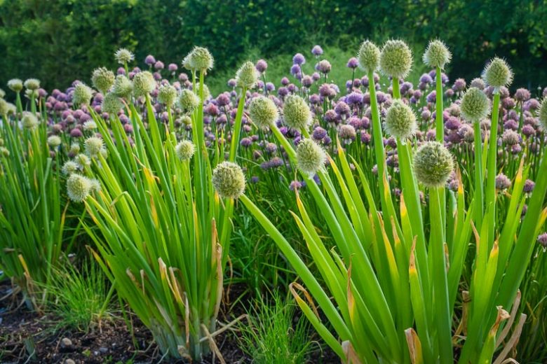 Allium Fistulosum, Welsh onion, Ciboul, Onion-Leek, Japanese Bunching Onion, Japanese Leek, Stone Leek, Welsh Leek