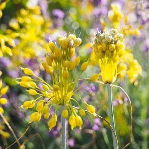 Allium Flavum, Yellow-Flowered Garlic, Allium Tauricum, Yellow Garlic, Yellow Onion, Summer Bulbs, Summer Flowers, Bulbs for Mediterranean Gardens, Bulbs for Dry Gardens