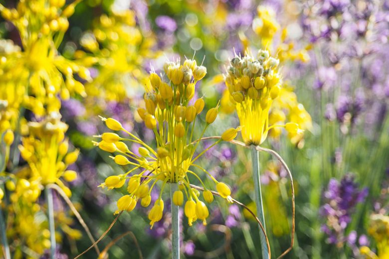 Allium Flavum, Yellow-Flowered Garlic, Allium Tauricum, Yellow Garlic, Yellow Onion, Summer Bulbs, Summer Flowers, Bulbs for Mediterranean Gardens, Bulbs for Dry Gardens