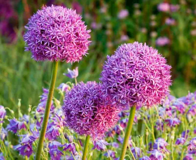 Allium Giganteum, Ornamental Onion, Ornamental Garlic, Giant Onion, Giant Allium, Spring Bulbs, Spring Flowers, Purple flowers