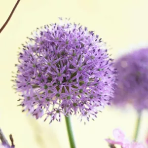 Allium Gladiator, Ornamental Onion 'Gladiator', Ornamental Garlic 'Gladiator', Spring Bulbs, Spring Flowers, Purple flowers, Late spring flowers, deer resistant flowers