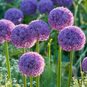 Allium Globemaster, Ornamental Onion 'Globemaster', Ornamental Garlic 'Globemaster', Spring Bulbs, Spring Flowers, Purple flowers, Late Spring flowers