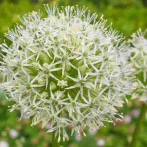 Allium Karataviense Ivory Queen, Turkistan OnionIvory Queen, Ornamental onionIvory Queen, Kara Tau Garlic 'Ivory Queen', Spring Bulbs, Spring Flowers White Onions, Late Spring Bloom, Early Summer Bloom