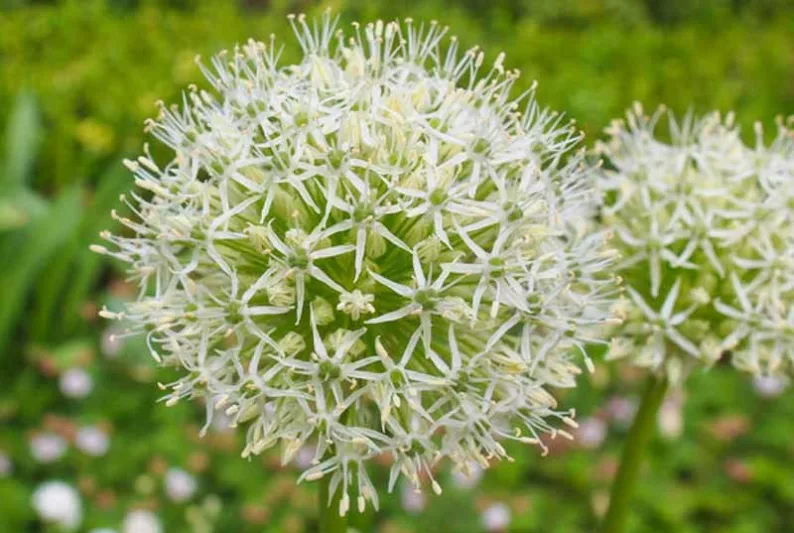 Allium Karataviense Ivory Queen, Turkistan OnionIvory Queen, Ornamental onionIvory Queen, Kara Tau Garlic 'Ivory Queen', Spring Bulbs, Spring Flowers White Onions, Late Spring Bloom, Early Summer Bloom
