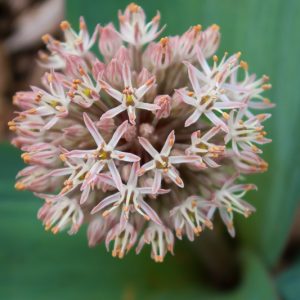 Allium Karataviense, Turkistan Onion, Kara Tau Garlic, Ornamental Onion, Spring Bulbs, Spring Flowers , Pink Onions, White Onions, Late Spring Bloom, Early Summer Bloom,