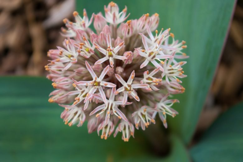 Allium Karataviense, Turkistan Onion, Kara Tau Garlic, Ornamental Onion, Spring Bulbs, Spring Flowers , Pink Onions, White Onions, Late Spring Bloom, Early Summer Bloom,