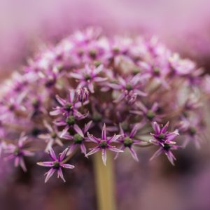 Allium Miami, Allium atropurpureum, Tall Allium, Giant Allium, Purple flowers, Spring Bulbs, Spring Flowers, Spring Bulbs, Spring Flowers, Giant Onions