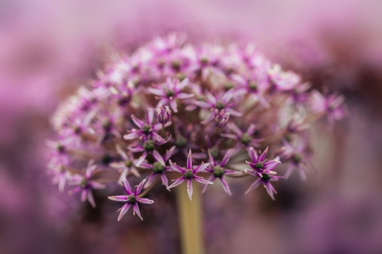 Allium Miami, Allium atropurpureum, Tall Allium, Giant Allium, Purple flowers, Spring Bulbs, Spring Flowers, Spring Bulbs, Spring Flowers, Giant Onions