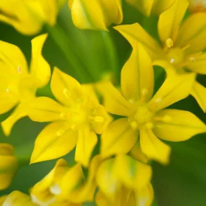 Allium Moly, Lily Leek, Golden Onion, Golden Garlic, Golden Flowered Garlic, Moly, Sorcerer's Garlic, Yellow Garlic, Yellow Onion, Ornamental Onion, Spring Bulbs, Spring Flowers