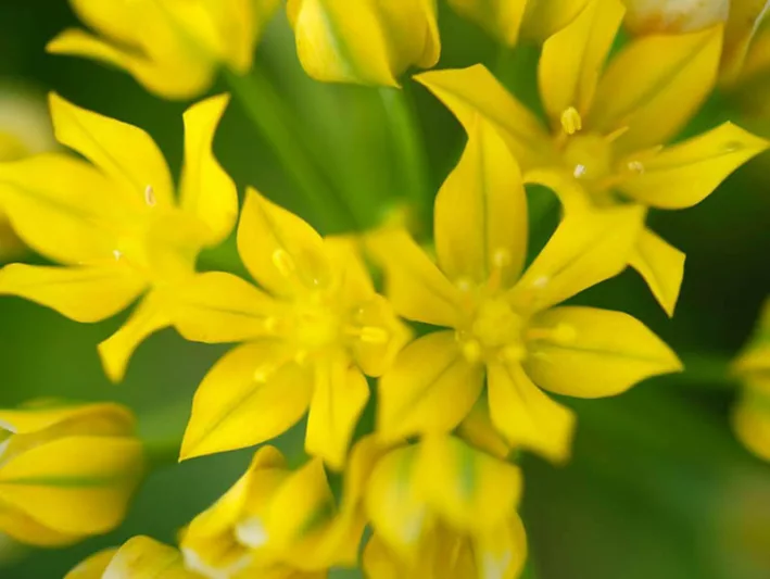 Allium Moly, Lily Leek, Golden Onion, Golden Garlic, Golden Flowered Garlic, Moly, Sorcerer's Garlic, Yellow Garlic, Yellow Onion, Ornamental Onion, Spring Bulbs, Spring Flowers
