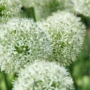 Allium 'Mont Blanc', White Allium , Ornamental Onion 'Mont Blanc', Spring Bulbs, Spring Flowers, Late Spring Bloom, Early Summer Bloom