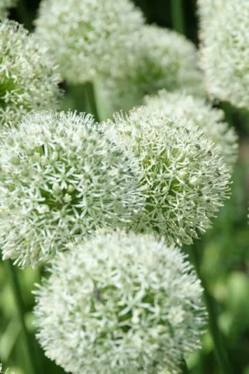Allium 'Mont Blanc', White Allium , Ornamental Onion 'Mont Blanc', Spring Bulbs, Spring Flowers, Late Spring Bloom, Early Summer Bloom