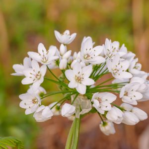 Allium Neapolitanum, White Allium, Allium Cowanii, Naples Garlic, Ornamental Garlic, Bride's onion, Daffodil Garlic, Spring Bulbs, Spring Flowers, White Flowering Onion, White Onions, Late Spring Bloom, Early Summer Bloom