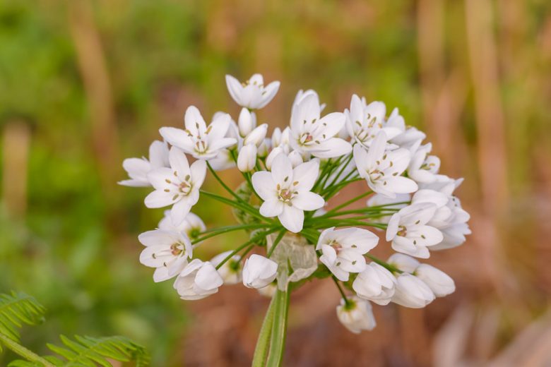 Allium Neapolitanum, White Allium, Allium Cowanii, Naples Garlic, Ornamental Garlic, Bride's onion, Daffodil Garlic, Spring Bulbs, Spring Flowers, White Flowering Onion, White Onions, Late Spring Bloom, Early Summer Bloom