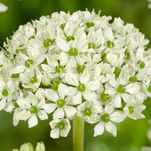 Allium Nigrum, Flowering Onion, Black Garlic, Allium Multibulbosum, Black Garlic, Broad-Leaved Onion, Spring Bulbs, Spring Flowers , White Flowering Onion, White Onions, Late Spring Bloom, Early Summer Bloom