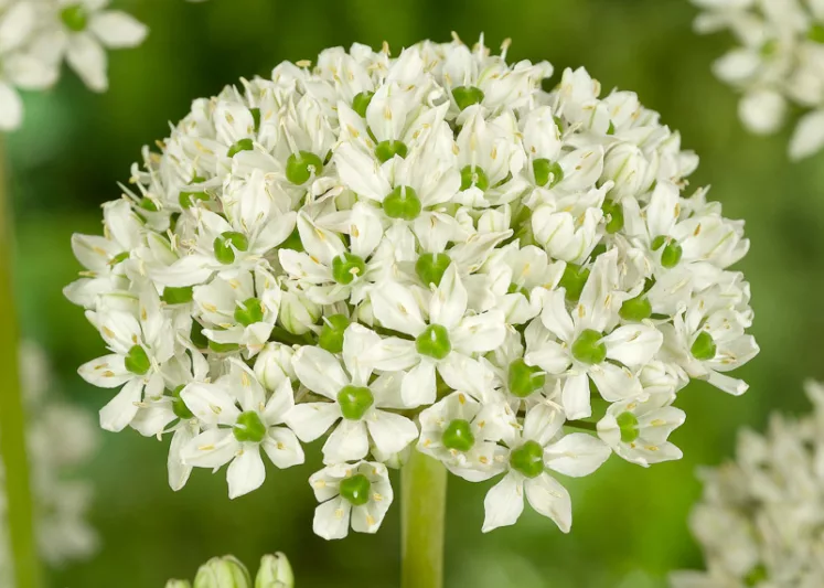 Allium Nigrum, Flowering Onion, Black Garlic, Allium Multibulbosum, Black Garlic, Broad-Leaved Onion, Spring Bulbs, Spring Flowers , White Flowering Onion, White Onions, Late Spring Bloom, Early Summer Bloom
