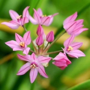 Allium oreophilum, Pink Lily Leek, Mountain Lover, Allium ostrowskianum, Allium platystemon, Alpine Rosy Bells, Ornamental Onion, Spring Bulbs, Spring Flowers, Pink Flowering Onion, Late Spring Flowers, Early Summer Flowers