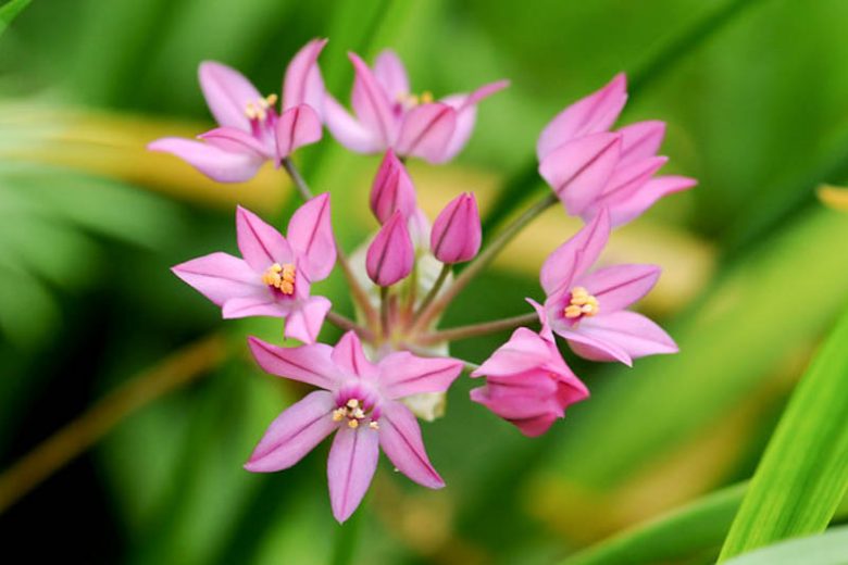 Allium oreophilum, Pink Lily Leek, Mountain Lover, Allium ostrowskianum, Allium platystemon, Alpine Rosy Bells, Ornamental Onion, Spring Bulbs, Spring Flowers, Pink Flowering Onion, Late Spring Flowers, Early Summer Flowers