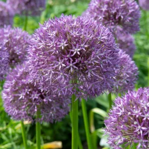 Allium 'Pinball Wizard', Ornamental Onion 'Pinball Wizard', Tall Allium, Spring Bulbs, Spring Flowers, Giant Onions, Purple flowers