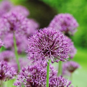 Allium Purple Rain, Ornamental Onion 'Purple Rain', Tall Allium, Jiant Allium, Ornamental Garlic 'Purple Rain', Spring Bulbs, Spring Flowers, Purple flowers, Late Spring flowers