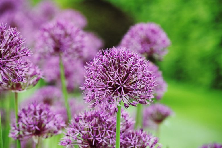 Allium Purple Rain, Ornamental Onion 'Purple Rain', Tall Allium, Jiant Allium, Ornamental Garlic 'Purple Rain', Spring Bulbs, Spring Flowers, Purple flowers, Late Spring flowers