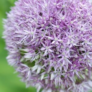 Allium 'Round and Purple', Ornamental Onion 'Round and Purple', Ornamental Garlic 'Round and Purple', Spring Bulbs, Spring Flowers,  Giant Onions, Purple flowers