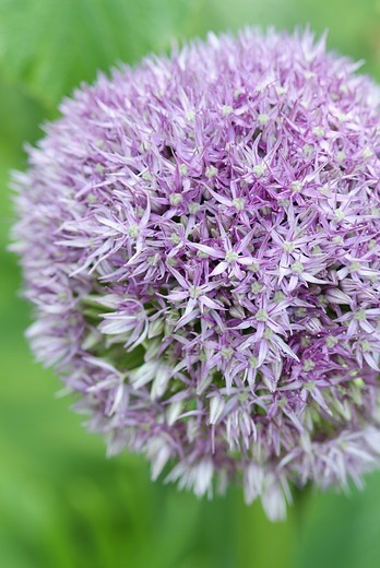 Allium 'Round and Purple', Ornamental Onion 'Round and Purple', Ornamental Garlic 'Round and Purple', Spring Bulbs, Spring Flowers,  Giant Onions, Purple flowers
