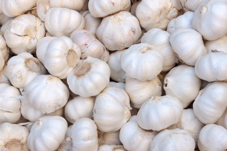 Allium sativum, Garlic, Churl's Treacle, Clown's Treacle, Common Garlic, Poor Man's Treacle