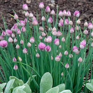 Allium Schoenoprasum 'Forescate', Chives 'Forescate', Chives, Chives Plant, Chives Flower, Cive, Onion Grass, Aromatic Herb, Cooking Herb