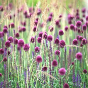 Allium Sphaerocephalon,Drumstick Allium,Drumstick Allium, Roundhead Leek, Round-Headed Allium, Ornamental Onion, Spring Bulbs, Spring Flowers, Purple flowers