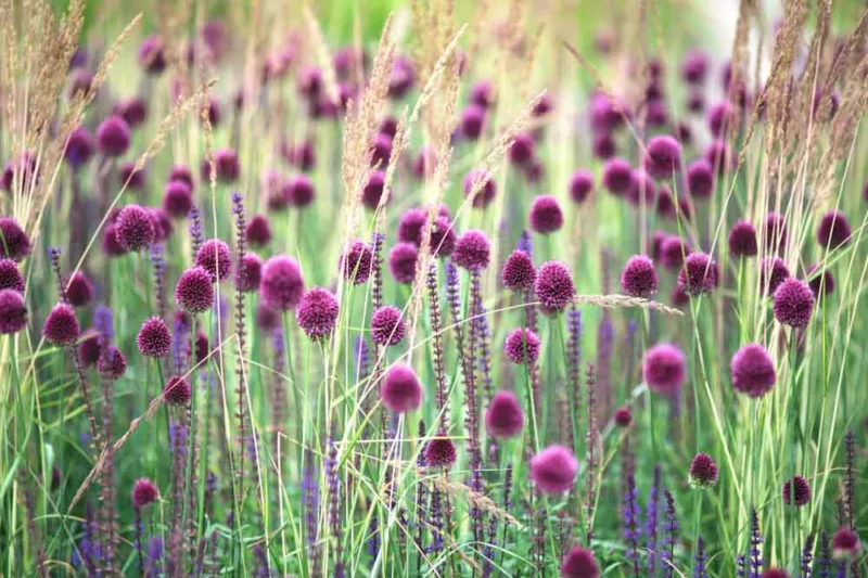 Allium Sphaerocephalon,Drumstick Allium,Drumstick Allium, Roundhead Leek, Round-Headed Allium, Ornamental Onion, Spring Bulbs, Spring Flowers, Purple flowers