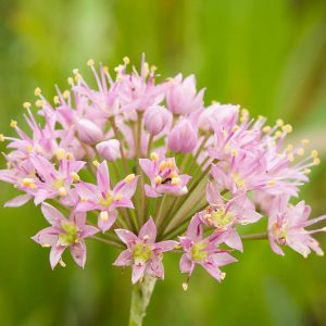 Allium stellatum, Autumn Onion, Prairie Onion, Ornamental Allium, Pink flowers, Summer Pink Flowers