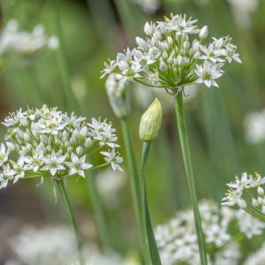 Allium tuberosum, Chinese Chives, Garlic Chives, Oriental Garlic, Chives, Chives Plant, Chives Flower, Aromatic Herb, Cooking Herb