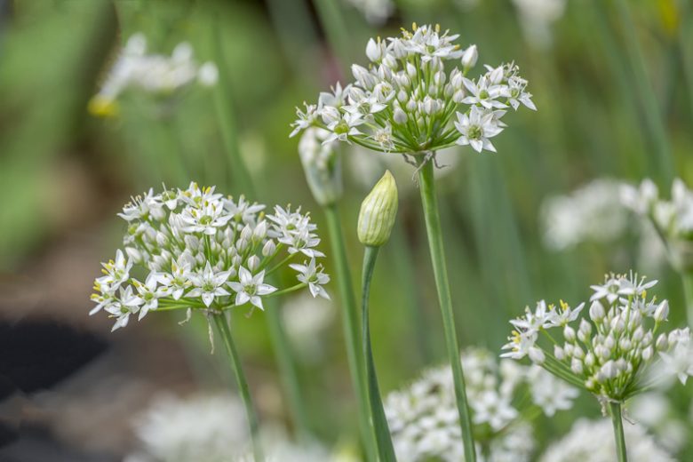 Allium tuberosum, Chinese Chives, Garlic Chives, Oriental Garlic, Chives, Chives Plant, Chives Flower, Aromatic Herb, Cooking Herb