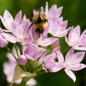 Allium unifolium, Oneleaf Onion, American Onion, Allium grandisceptrum , Ornamental Onion, Spring Bulbs, Spring Flowers, Pink Flowering Onion, Late Spring Flowers, Early Summer Flowers