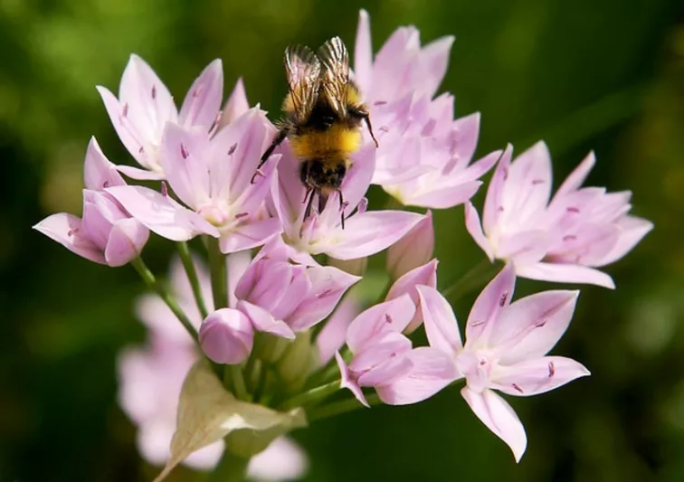 Allium unifolium, Oneleaf Onion, American Onion, Allium grandisceptrum , Ornamental Onion, Spring Bulbs, Spring Flowers, Pink Flowering Onion, Late Spring Flowers, Early Summer Flowers