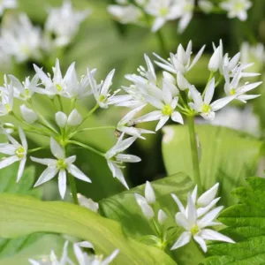 Allium ursinum, Wild Garlic, Ramsons, Bear's Garlic, Buckrams, Gipsy Onion, Hog's Garlic, Ramsomes, Wild Leek, Wood Garlic, Ornamental Onion, Spring Bulbs, Spring Flowers, White Flowering Onion, Late Spring Flowers, Early Summer Flowers