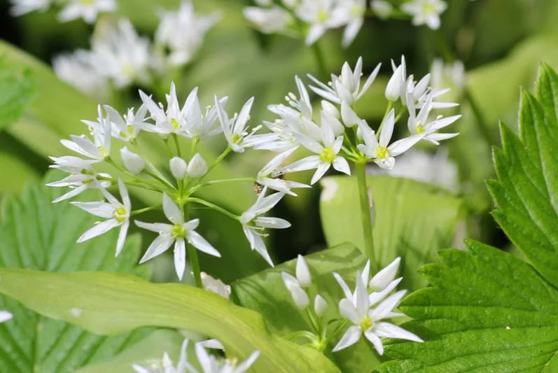 Allium ursinum, Wild Garlic, Ramsons, Bear's Garlic, Buckrams, Gipsy Onion, Hog's Garlic, Ramsomes, Wild Leek, Wood Garlic, Ornamental Onion, Spring Bulbs, Spring Flowers, White Flowering Onion, Late Spring Flowers, Early Summer Flowers