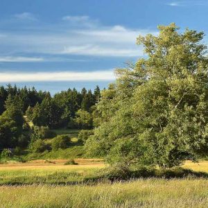 Alnus rubra, Red Alder, Western Alder, Oregon Alder, Alnus oregona, Deciduous Shrubs, Fall color, Red catkins, Native California Trees, Native Oregon Trees