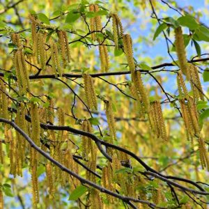 Alnus serrulata, Smooth Alder, Hazel Alder, Brookside Alder, Tag Alder, Common Alder, Black Alder,, Deciduous Shrubs, Fall color, Yellow catkins
