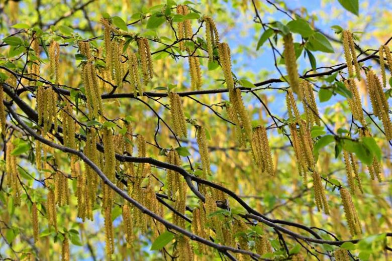 Alnus serrulata, Smooth Alder, Hazel Alder, Brookside Alder, Tag Alder, Common Alder, Black Alder,, Deciduous Shrubs, Fall color, Yellow catkins