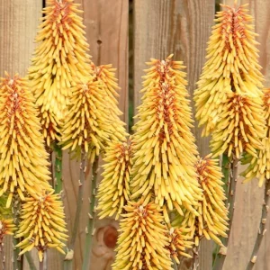 Aloe Moonglow™, Moonglow Aloe, Aloe 'LEO 3151A', Yellow flowers, Succulents, Aloes, Drought tolerant plants
