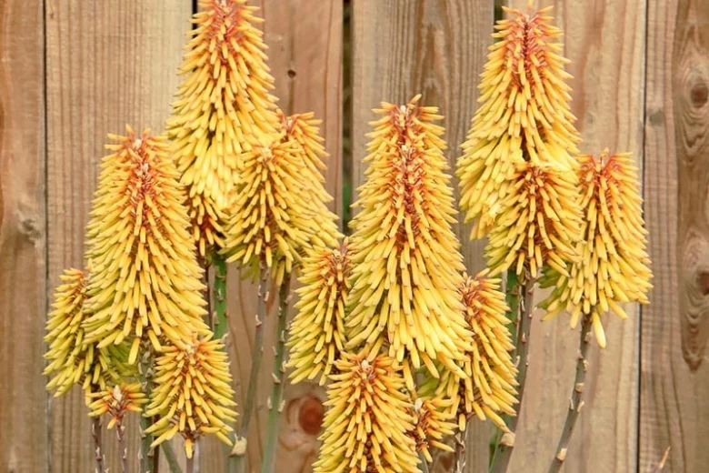 Aloe Moonglow™, Moonglow Aloe, Aloe 'LEO 3151A', Yellow flowers, Succulents, Aloes, Drought tolerant plants