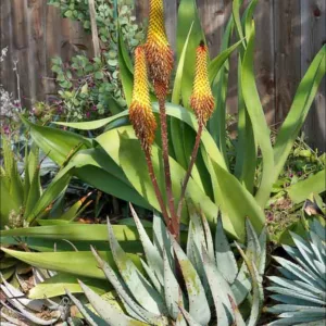 Aloe petricola, Stone Aloe, Yellow flowers, Succulents, Aloes, Drought tolerant plants