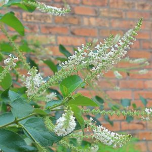 Sweet Almond Bush, Sweet Almond Verbena, Lipia, White Almond Bush