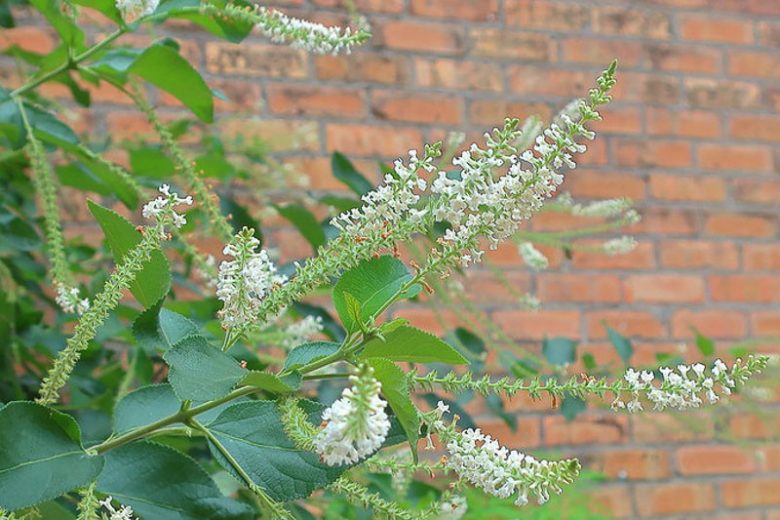 Sweet Almond Bush, Sweet Almond Verbena, Lipia, White Almond Bush