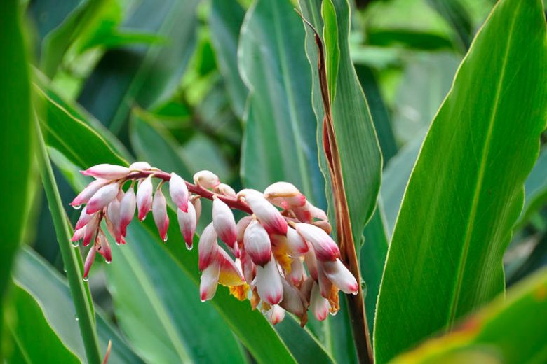 Alpinia zerumbet, Indian Shell Flower, Pink Porcelain Lily, Shell Ginger, Alpinia speciosa, Alpinia nutans, White Flowers, Yellow Flowers, Red Flowers